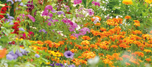 Cultiver les plantes annuelles